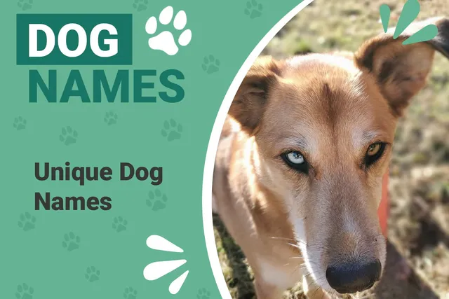 200+ Unique Dog Names With Meanings: Strong & Different Ideas