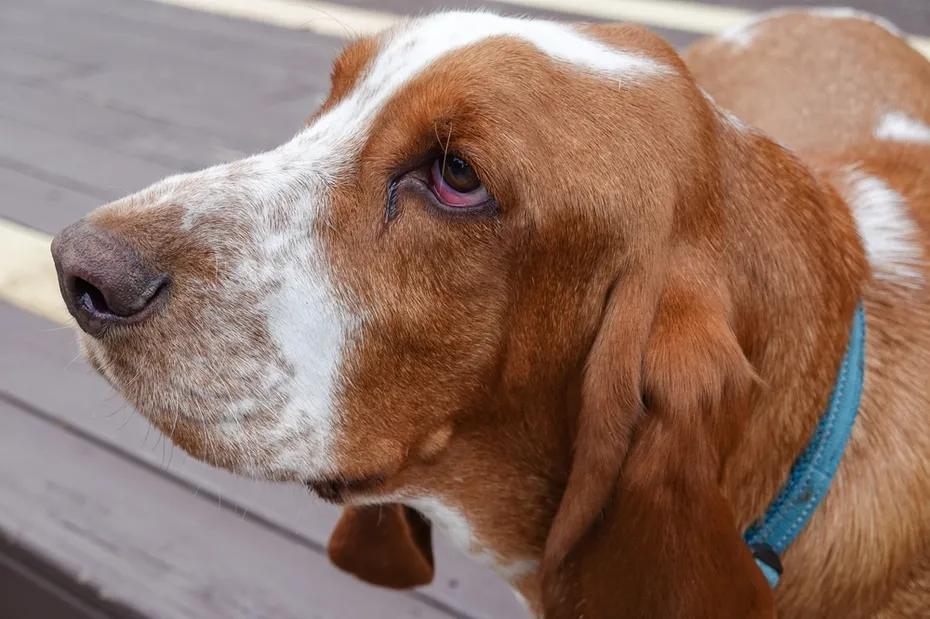 bloodshot eye of a basset hound dog