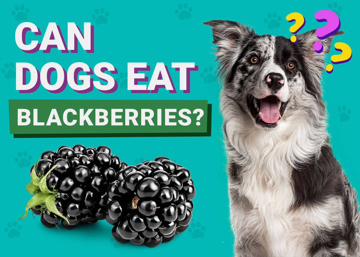 Can Dogs Eat_blackberries