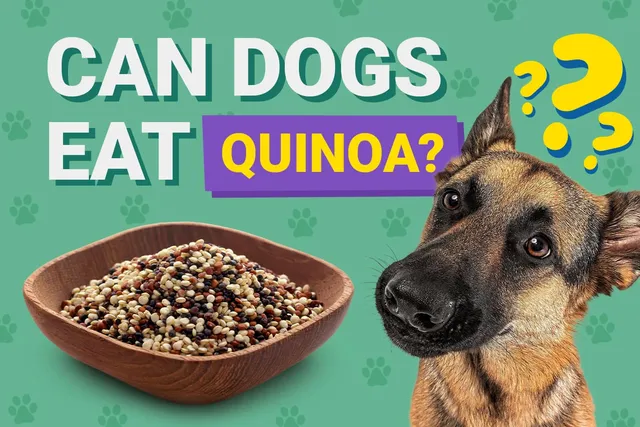 Can Dogs Eat Quinoa? Canine Diet & Health (Vet-Approved)