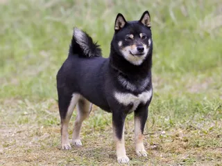11 Japanese Dog Breeds: Info, Pictures, History & Characteristics