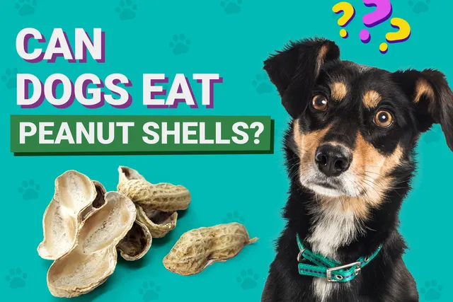 Can Dogs Eat Peanut Shells? Vet-Verified Nutrition Facts & Info