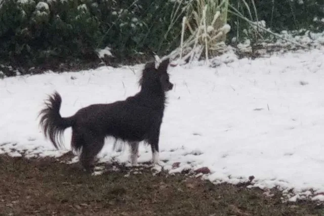 Dogs and Snow: How Penny Feels About That Cold White Stuff