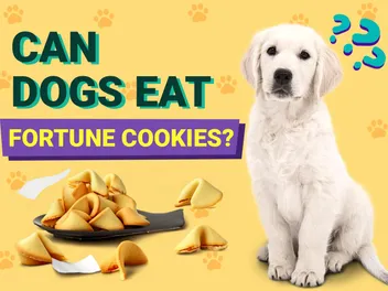 Can Dogs Eat Fortune Cookies? Vet-Verified Nutrition Facts & FAQ
