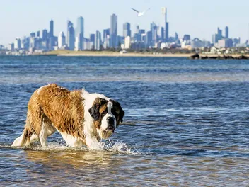 How Well Can St. Bernards Swim? Vet-Verified Facts & FAQ