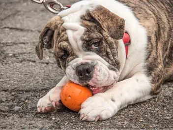 15 Foods With Vitamin E for Dogs: Vet-Approved Options