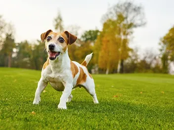 How to Introduce a Hyper Dog to a Cat: 12 Vet-Verified Tips