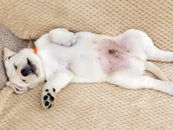 Why Do Male Dogs Have Nipples? Vet-Verified Facts & Possible Issues