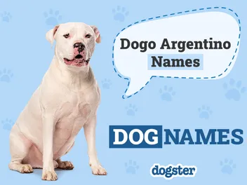 100+ Popular & Unique Dogo Argentino Names