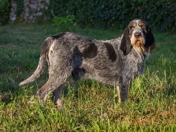 Griffon Bleu de Gascogne Dog Breed: Info, Pictures, Traits & Care