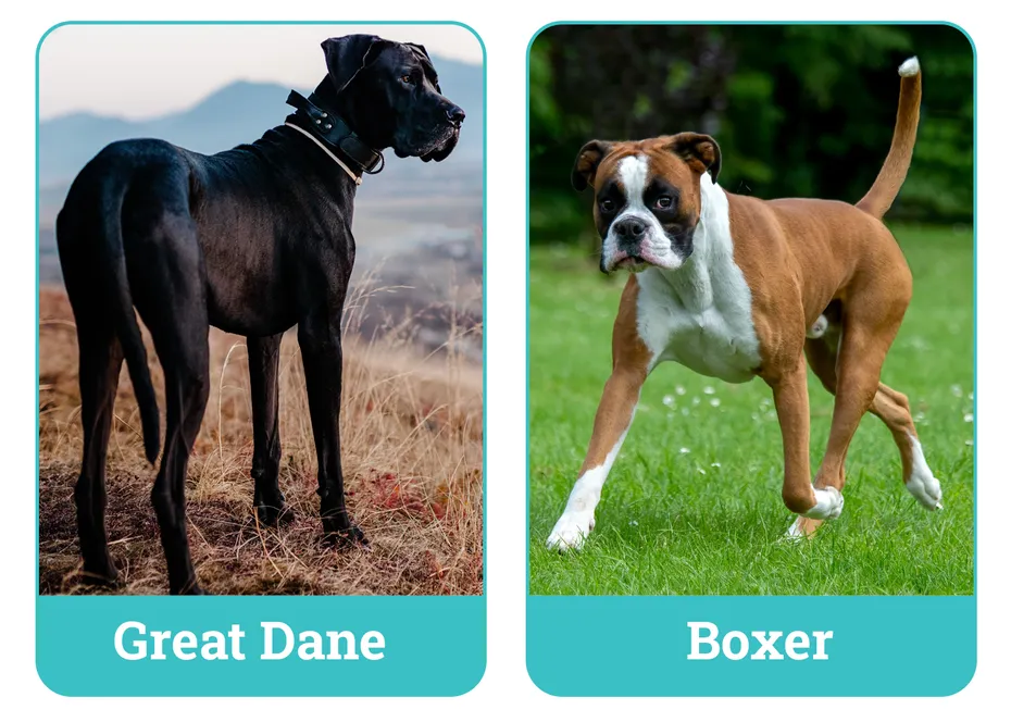 Great Dane vs Boxer