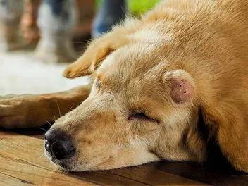 Is Cancer Prevention for Dogs Possible? Everything You Need to Know!