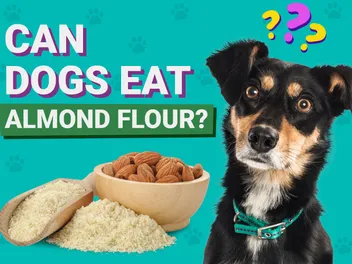 Can Dogs Eat Almond Flour? Vet-Verified Nutrition Facts & Portion Awareness