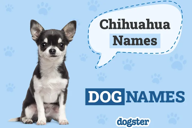 150+ Chihuahua Dog Names: Cute & Popular Ideas 2026