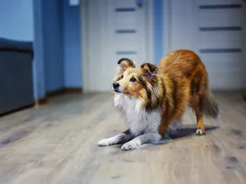 Can Dogs Have ADHD? Vet-Reviewed Signs & How to Help