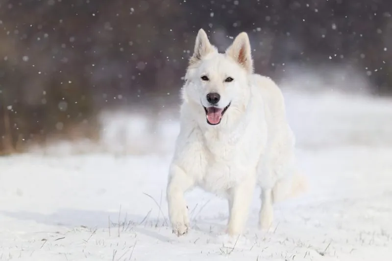 white dog running in the snow