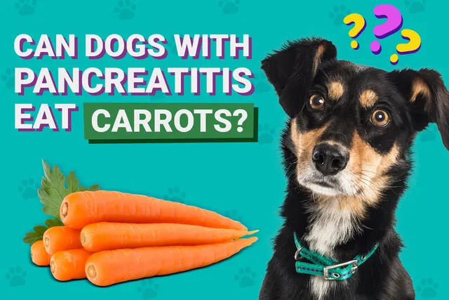 Can Dogs With Pancreatitis Eat Carrots? Vet-Verified Facts & FAQ