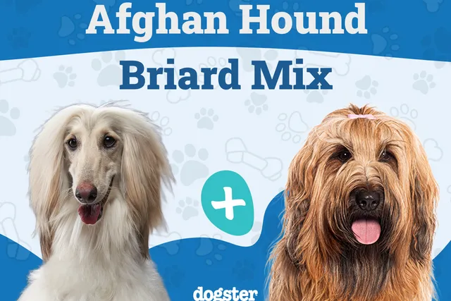 Afaird (Afghan Hound & Briard Mix) Dog Breed: Info, Pictures, Care & More