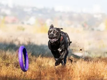 How Fast Can Cane Corsos Run? Vet-Reviewed Answer!