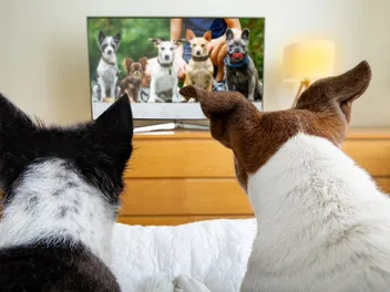 What Do Dogs Like to Watch on TV? Canine Preferences & Sight Facts