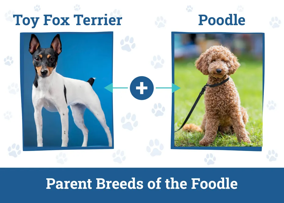 Parent Breeds of the Foodle