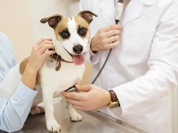 How Many Hearts Do Dogs Have? Vet-Verified Anatomy Facts