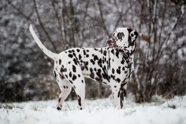 10 Vet-Verified Dalmatian Pros & Cons You Should Know Before You Get One