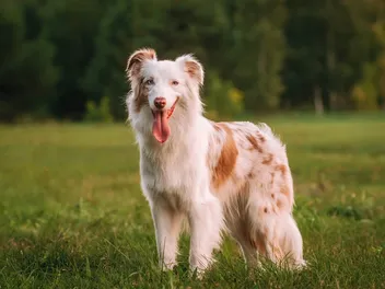 Are Australian Shepherds Good Family Dogs? Facts & Considerations