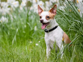 6 Best Eco-Friendly Dog Collars in 2026 - Reviews & Top Picks