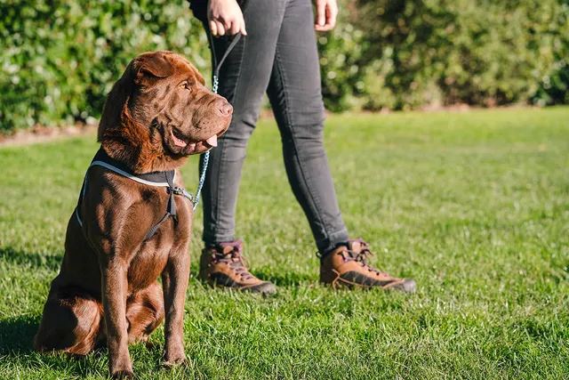 9 Shar Pei Mixes (With Pictures)
