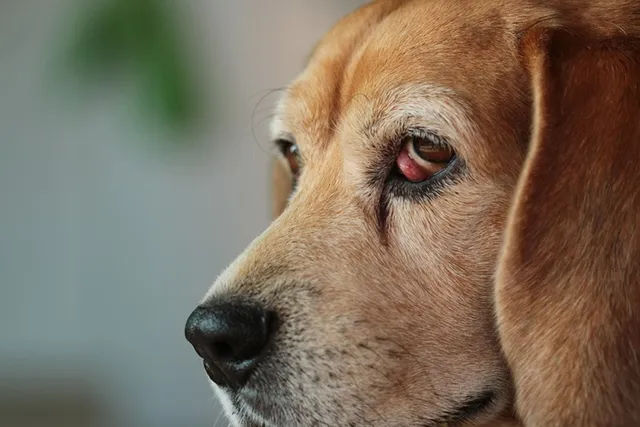 Beagle Cherry Eye: Our Vet Explains What It Is & How It Is Cared For
