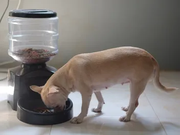 7 Best Automatic Dog Feeders in 2026 - Reviews & Top Picks