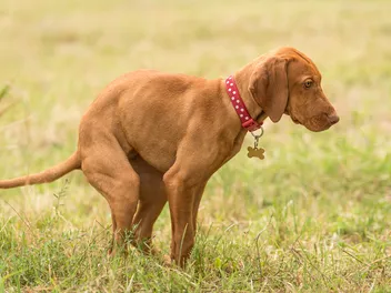 Green Dog Poop: 4 Vet-Verified Causes & Facts