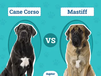 Cane Corso vs Mastiff: Vet-Reviewed Key Differences (With Pictures)
