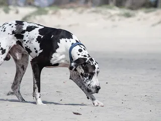 Great Dane Dalmatian Mix Breed: Info, Pictures, Temperament & More