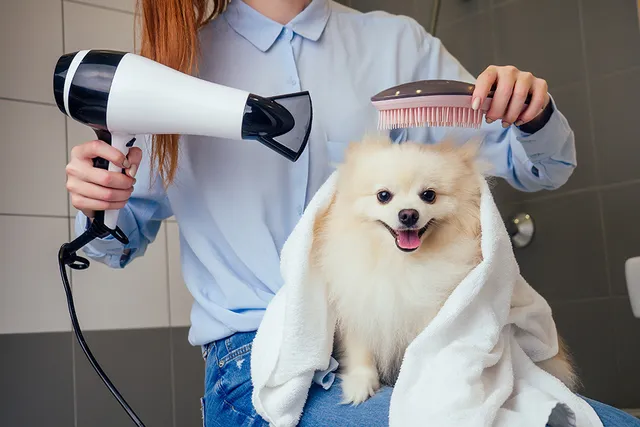 Do Dogs Like Being Groomed? Vet-Verified Facts & Helpful Tips