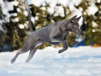 3 Different Types of Ridgeback Dogs: Info, Pictures & Origins