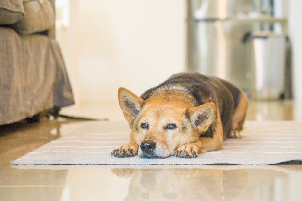 Senior dog resting at the floor