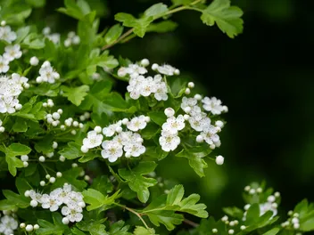 Hawthorn for Dogs: Our Vet Explains the Benefits, Risks & FAQ