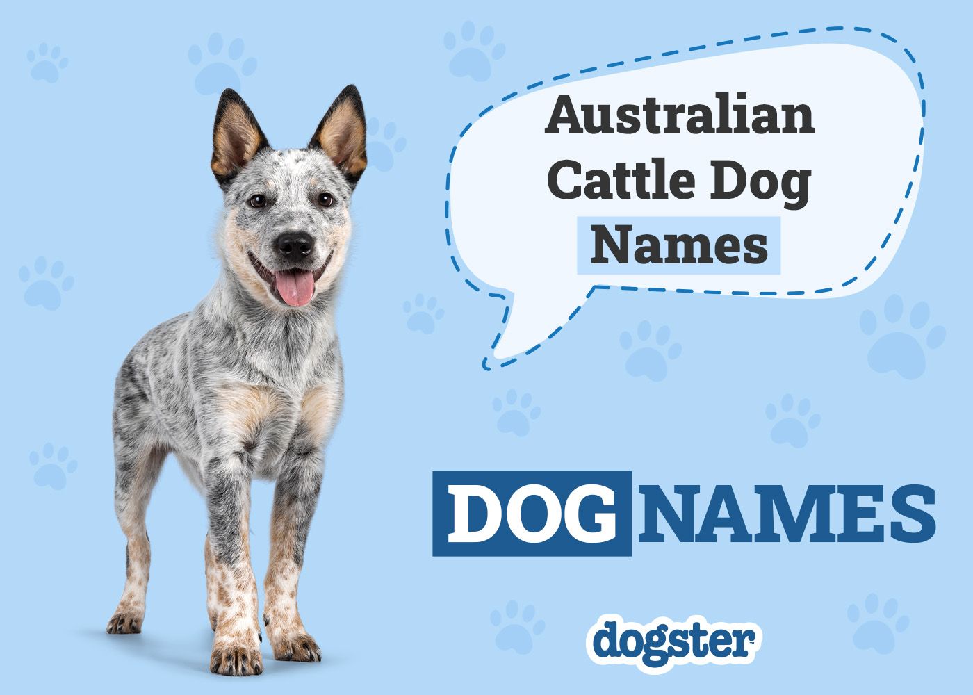 Dogster_Australian Cattle Dog Names