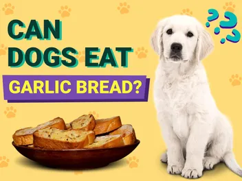 Can Dogs Eat Garlic Bread? Vet Approved Facts, Safety Guide & FAQ