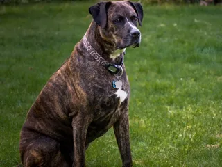 Boxador (Boxer Lab Mix) Dog Breed: Info, Pictures, Care Guide & More