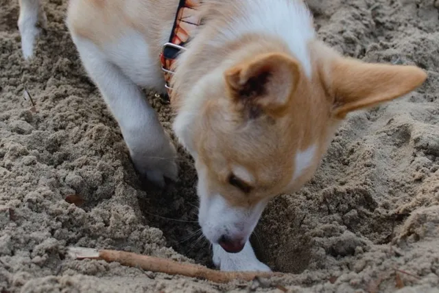 Why Do Dogs Bury Things? Vet-Verified Behavior Explained