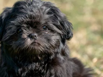 Black Shih Tzu: Info, Pictures, Origin & History