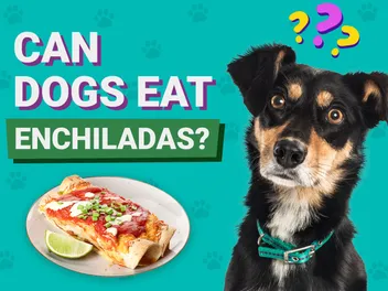 Can Dogs Eat Enchiladas? Vet Approved Nutrition Facts & FAQ