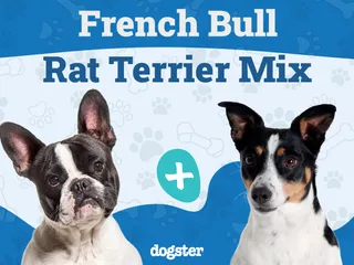 French Bull Rat Terrier Dog Breed: Info, Pictures, Care, & Facts