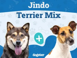 Jindo Terrier Mixed Dog Breed: Info, Pictures, Care & More
