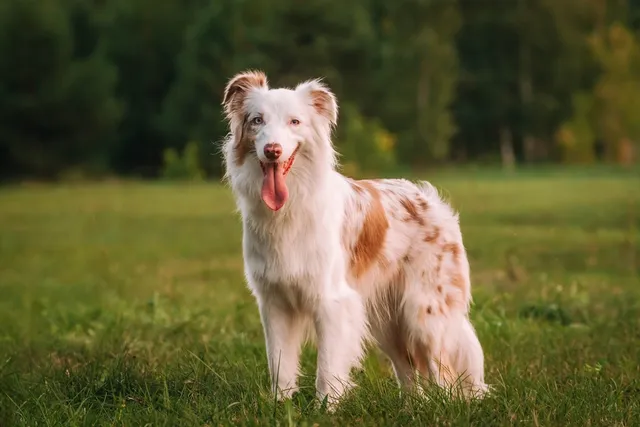 Dog Anatomy 101: Understanding Your Dog’s Body (Vet Answer)