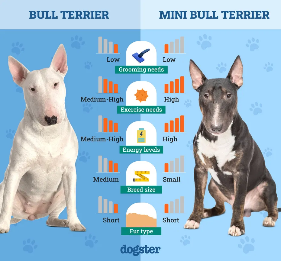Dogster_Side by Side Comparison_Bull Terrier vs Mini Bull Terrier