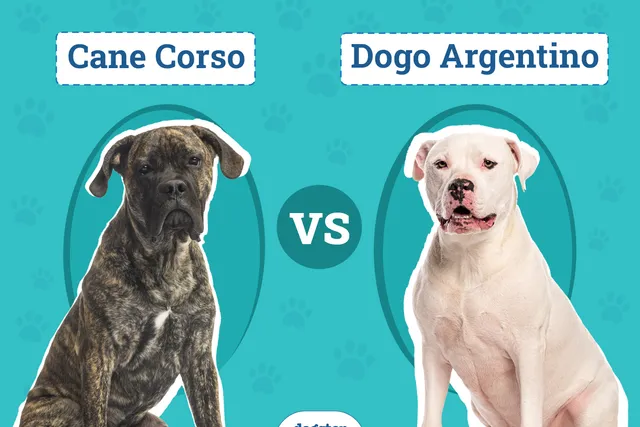 Cane Corso vs Dogo Argentino: Differences Explained (With Pictures)